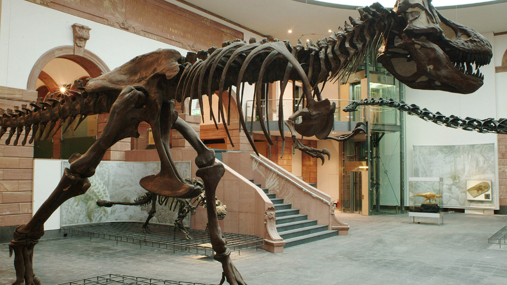 Dinosaurier Im Senckenberg Museum Frankfurt