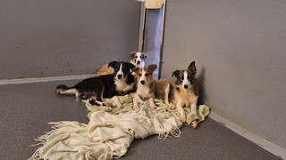 100 Tiere aus Haushalt in Hohenroda gerettet - wie es ihnen jetzt geht