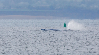 Backhaus: Wal ist wieder in Bewegung