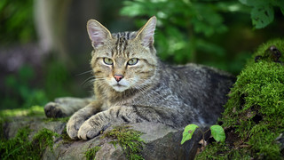 Forstamt Weilrod: Kleine Katzen im Wald brauchen keine Hilfe