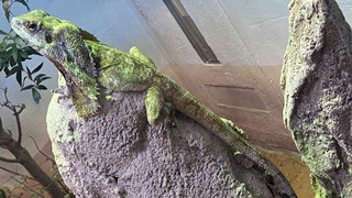 Im Vivarium in Darmstadt wurde die neue, sanierte Zooschule eröffnet