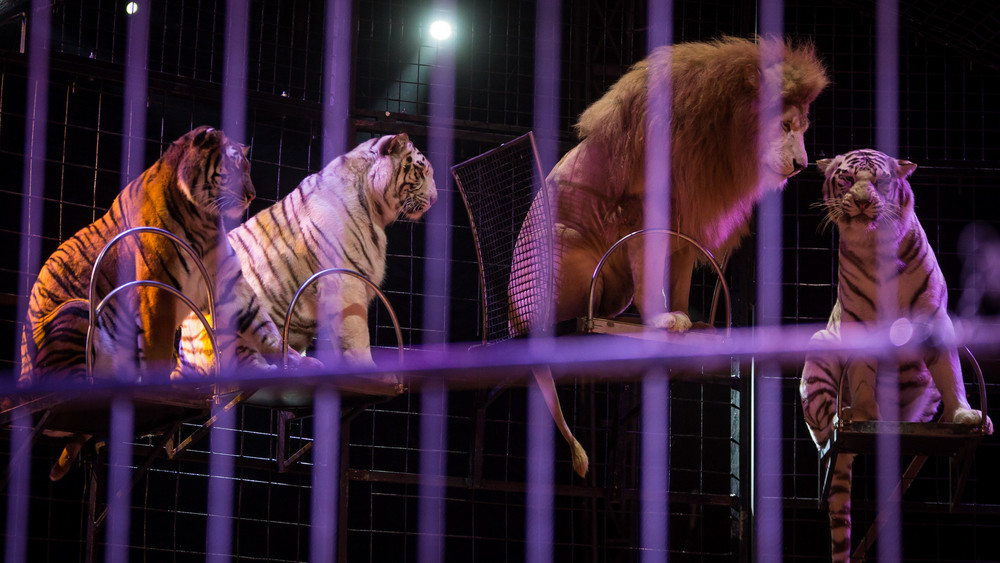 Löwen und Tiger in der Zirkus-Manage - das solls in Wiesbaden nicht mehr geben.
