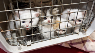 Groß-Zimmern: Polizei rettet entführte Katzenbabys