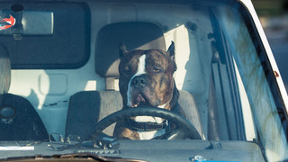 Hund im heißen Auto entdeckt: Was soll ich tun?