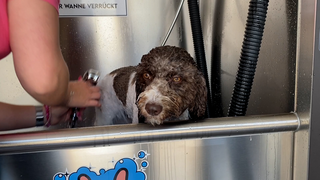 Neueröffnung in Rimbach: Eine Waschanlage für Hunde