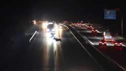 Polizei sperrt A13 wegen Elch