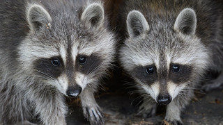 Kassel: Projekt zur Kontrolle von Waschbären startet