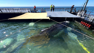 Jubel und Zweifel – Wie geht’s weiter mit dem Wal?
