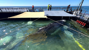 Jubel und Zweifel – Wie geht’s weiter mit dem Wal?