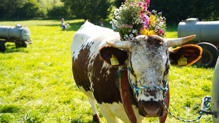 Farbenfroher Almabtrieb in Kirtorf-Lehrbach