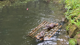 Wildpark Gersfeld feiert 50. Geburtstag