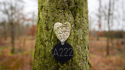 Unbekannte öffnen Grab in einem Friedwald in Flörsbachtal