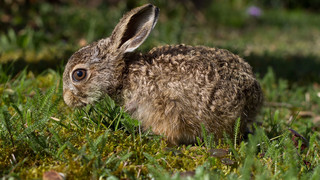 Immer mehr Feldhasen in Hessen - Zuwachs um 20 Prozent in 2022