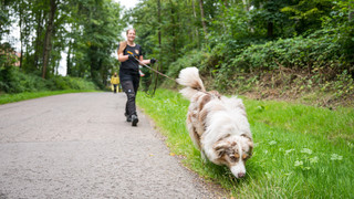 Wiesbaden: Strenge Leinenpflicht für Hunde wegen Schweinepest
