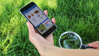 "Insektensommer": NABU ruft zum Zählen auf