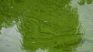 Blaualgen im Edersee: Landkreis rät vom Baden ab