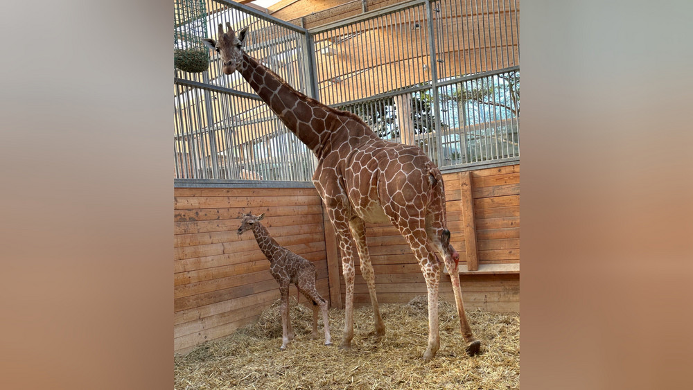 Netzgiraffe „Kimia“ (rechts) im Opel-Zoo mit ihrem ersten Nachwuchs, ca. drei Stunden alt.