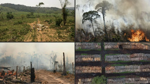 Zerstörung der Wälder geht immer schneller