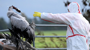 Kurz erklärt: So gefährlich ist die Vogelgrippe