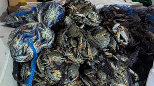 700 Kilo Krebse: Zoll stoppt Transporter bei Rodgau