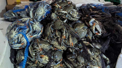 700 Kilo Krebse: Zoll stoppt Transporter bei Rodgau