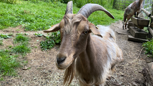 Entsetzen im Wildgehege: Tiere aus Gehege gescheucht