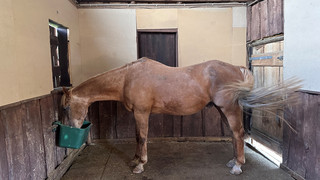 Wegen Baumaßnahmen der Bahn: Tierheim Gelnhausen bangt um Zukunft