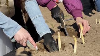 Saisonstart Spargel: Bauern wollen Spargelpreis nicht erhöhen