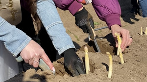 Saisonstart Spargel: Bauern wollen Spargelpreis nicht erhöhen