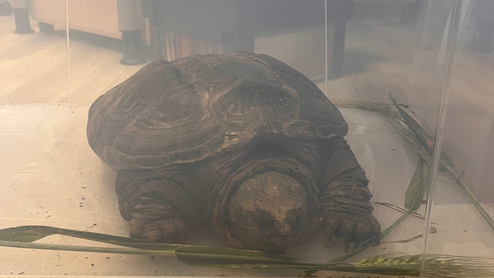 In einer Box wurde die Schildkröte sicher in ein Tierheim gebracht.