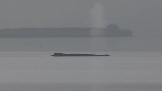 Buckelwal steckt erneut fest: Bangen an der Ostseeküste