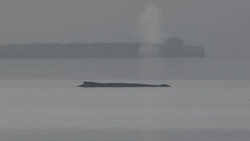 Buckelwal steckt erneut fest: Bangen an der Ostseeküste