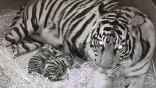 Tiger-Nachwuchs im Frankfurter Zoo: Zwei Sumatra-Tiger Babys geboren