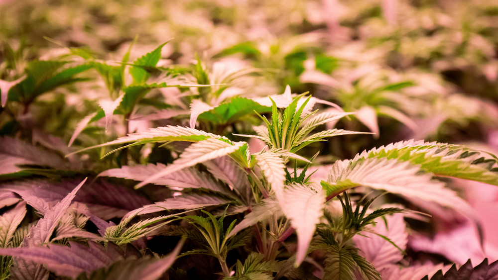 Tausende professionell angebaute Cannabis-Pflanzen fanden Ermittler in einem Gewerbeobjekt in Biedenkopf.