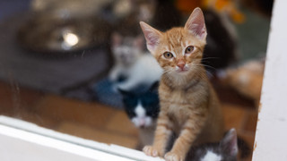 Kreis Gießen: Verwahrloste Tiere aus Hundepension befreit