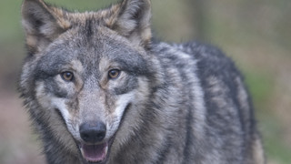 Wolf kehrt zurück nach Nordhessen: Infoveranstaltung in Wehretal