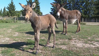 Zuckersüßer Zebresel: Esel und Zebra werden im Tiererlebnispark Müritz Eltern