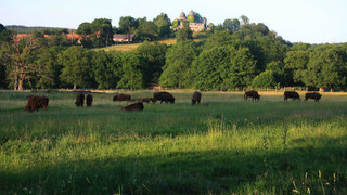 Kartoffel, Kürbis, Kunsthandwerk: Herbstmarkt im Tierpark Sababurg