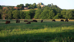 Hofgeismar: Sababurg Tierpark