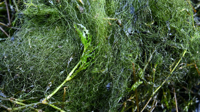 Wasserpest bremst aus: Schiersteiner Hafen betroffen