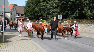 Kühe tragen bunte Blumengestecke beim 9. Lehrbacher Almabtrieb