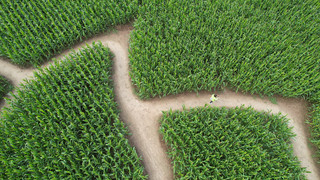 Mais-Labyrinthe in Hessen: Hier kannst du dich schon verirren