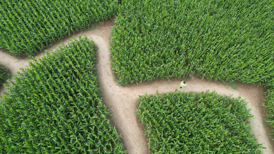 Mais-Labyrinthe in Hessen: Diese haben schon geöffnet