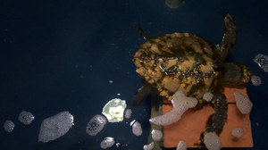 Kleines Wunder auf Sylt: Junge Meeresschildkröte strandet auf Kampen