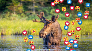 Große Elchwanderung in Schweden beginnt