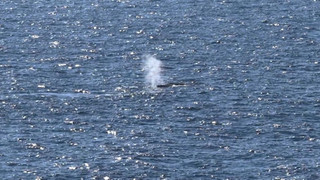 Wal wieder im Meer - aber bisher keine Senderdaten