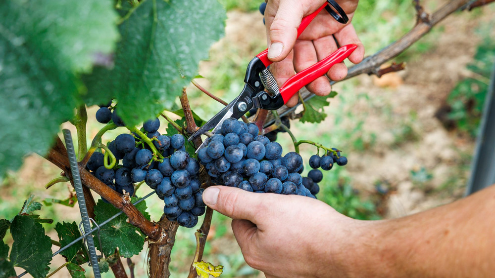 Beginn der Weinlese in Deutschland