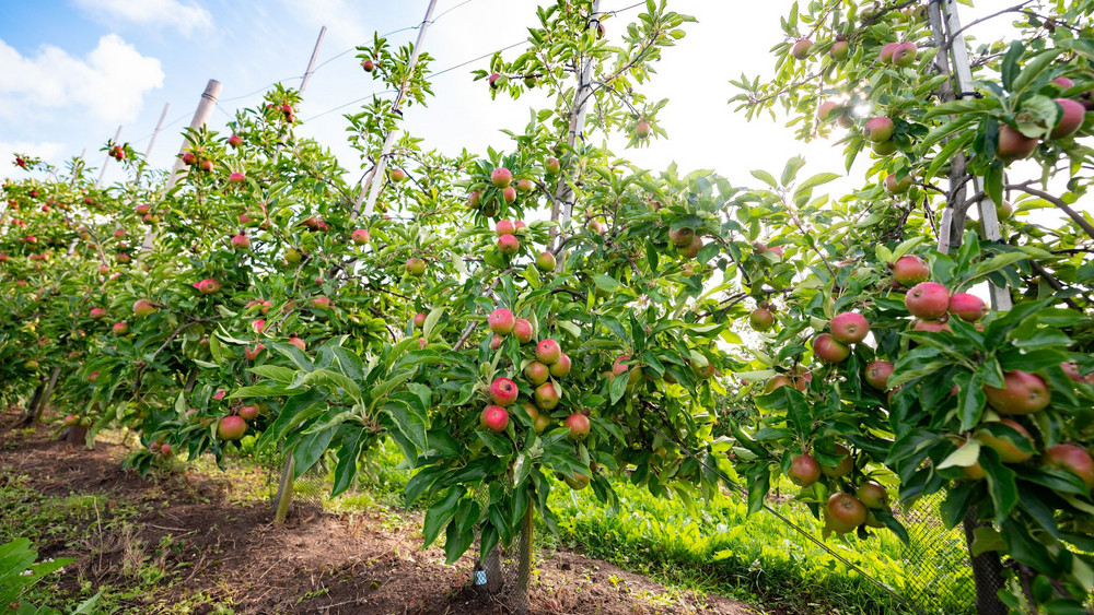 Apfelbaum-Plantagen im Alten Land