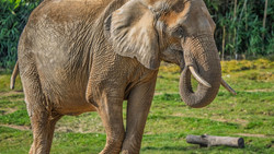 Drama im Opel-Zoo: Feuerwehr hilft Elefantenkuh