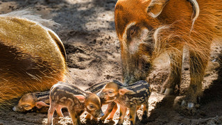 Nachwuchs bei den Pinselohrschweinen im Kronberger Opel-Zoo